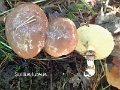 Suillus luteus-amf1354-1